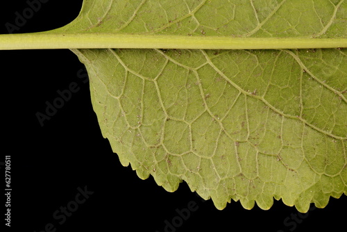 Horseradish (Armoracia rusticana). Basal Leaf Detail Closeup