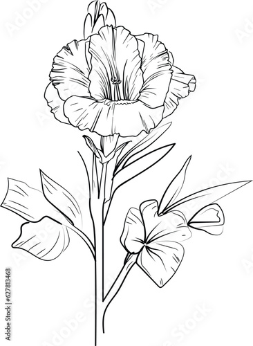 Cute flower coloring pages, gladiolus august drawing, yellow primula flower drawing, Hand drawn botanical spring elements bouquet of gladiolus august line art coloring page, easy flower drawing