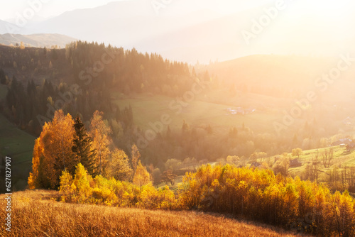 Amazing scene on autumn mountains. Yellow birchs in fantastic morning sunlight. Carpathians, Europe. Landscape photography