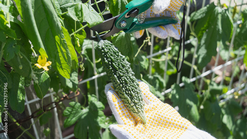 にがうり・ゴーヤの収穫｜緑のカーテン・家庭菜園イメージ