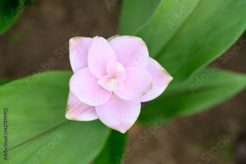 Pink Curcuma alismatifolia flower or Siam tulip blooming in rainy season, Thailand