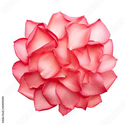 pink petals rose isolated on transparent background cutout