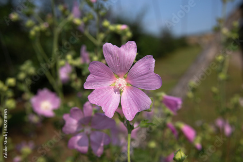 natura, piękno, malwa, kwiat, zioła, Alcea, różowy polny kwiat, dziki kwiat, ślaz, Malva, jasnoróżowy, pink flower