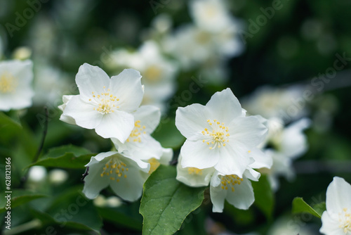 natura, piękno, biały kwiat, beauty, flower, jaśmin, jasmine, 茉莉花, まつり