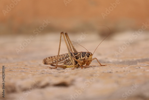 A large grasshopper sits on the street in Zadar in Croatia