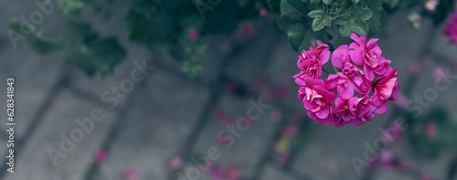 Banner. On the background of a stone path, one bright red geranium flower close-up, floral wallpaper background with red geranium pelargonium. High quality photo
