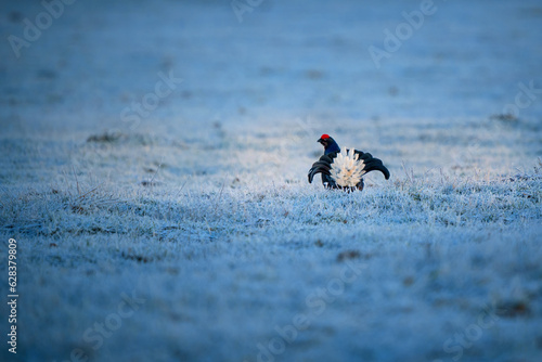 The black grouse - Lyrurus tetrix, also known as northern black grouse, Eurasian black grouse, blackgame or blackcock