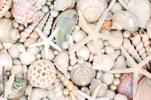 Seashell and oyster pearl background. Large collection of beautiful exotic and tropical shells, natural nature design.