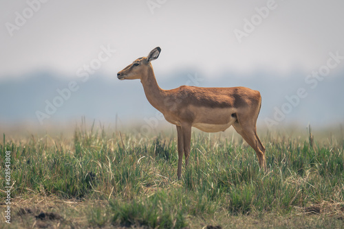 Female common impala stands on grassy floodplain