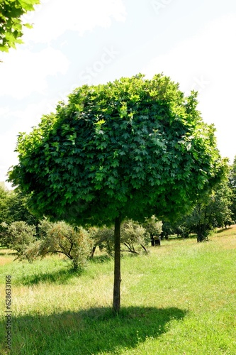Garden with maple tree Acer platanoides - Globosum ( Ball Maple )