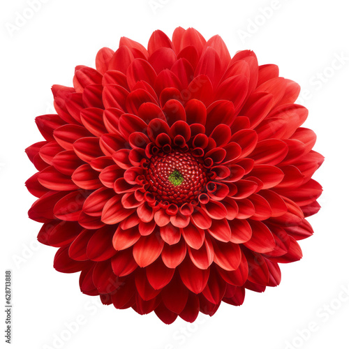 red flower isolated on transparent background cutout