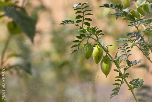 Growing chickpeas. Chickpea beans in a green shell grow on a bush in a farm.