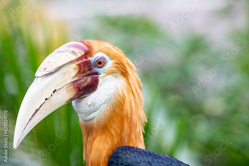 The Male Blyth's hornbill (Rhyticeros plicatus) is a large hornbill inhabiting the forest canopy in Wallacea and Melanesia. Its local name in Tok Pisin is kokomo.