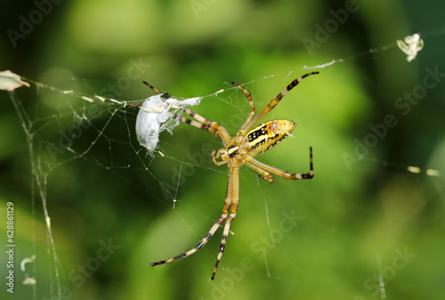 Wasp spider (Nagakoganegumo, Argiope bruennichi) spider with prey wrapped in spider silk. Bright grass field background (Wildlife closeup macro photograph) 