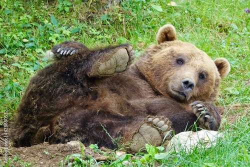 ours en détente