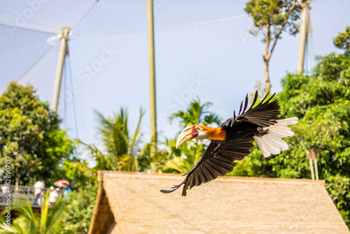 The flying Male Blyth's hornbill (Rhyticeros plicatus), it is a large hornbill inhabiting the forest canopy in Wallacea and Melanesia. Its local name in Tok Pisin is kokomo.