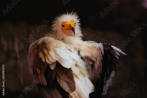 retrato de alimoche limpiándose las plumas, retrato de ave rapaz, alimoche cara