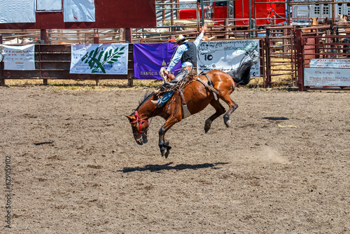 A cowboy is riding a bucking bronco at a rodeo in an arena. The horse has all four legs off the ground. The cowboy is wearing blue with a black vest. They are in front of a gate and signs.