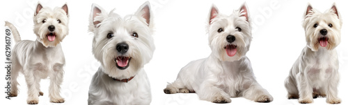 Collection of white highland terrier (portrait, sitting, standing, lying), dog bundle isolated on white background as transparent PNG