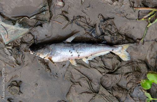 Siriped Catfish dead on coast
