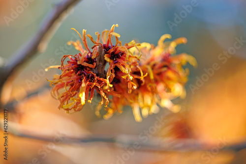 hybrid witch hazel (Hamamelis × intermedia)