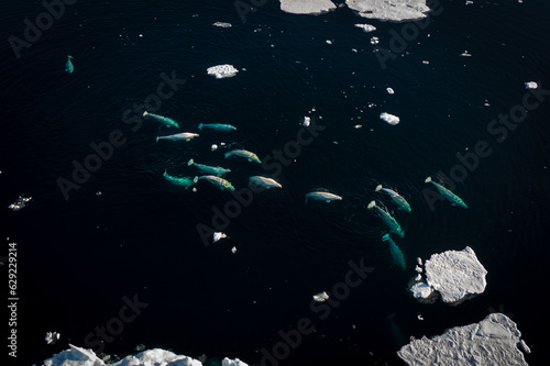 Drone shot of beluga whales diving
