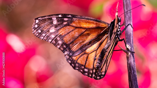 Motyl Monarcha