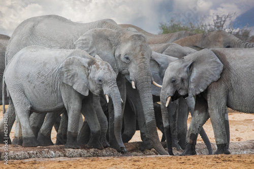 Elephants in etosha national park namibia