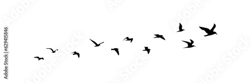 group of flying birds silhouette illustration