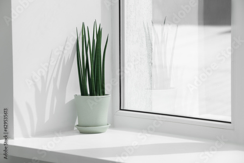 Beautiful potted sansevieria cylindrica plant on windowsill indoors. Space for text