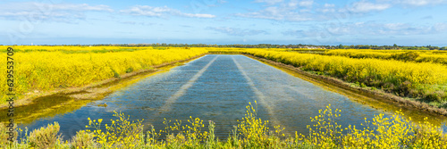Salt marshes of the natural reserve of Lilleau des Niges and yellow wild mustard flowers on the Ile de Ré, France