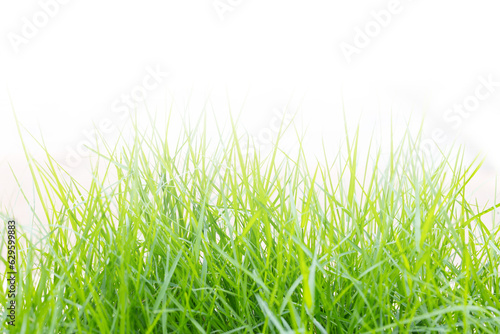 Green grass with empty space on above