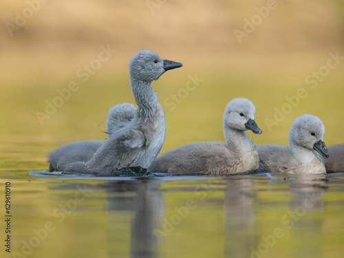 Flock of cygnets swimming in a tranquil lake