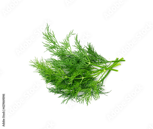 Dill sprig isolated. Fresh fennel twig, herb plant closeup, macro photo of fragrant dill twig