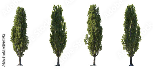 Set of large Poplar trees isolated png in sunny daylight and in lighting against sun a transparent background perfectly cutout 