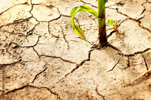 Corn field during drought, hot weather, cracked ground, dry soil.