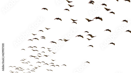 group of swarming bats isolated on transparent background 