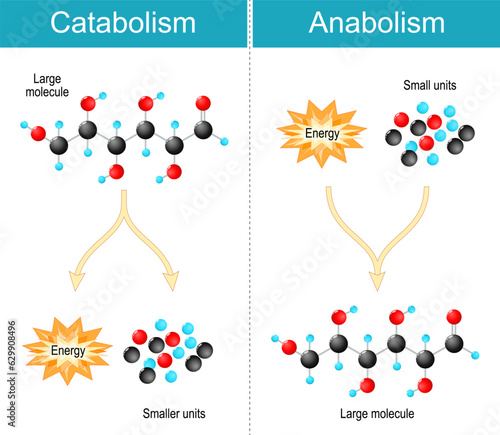 Anabolism, Catabolism and metabolism