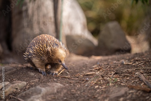 Beautiful echidna in the Australian bush, in the tasmanian outback. Australian wildlife in a national park in Australia.