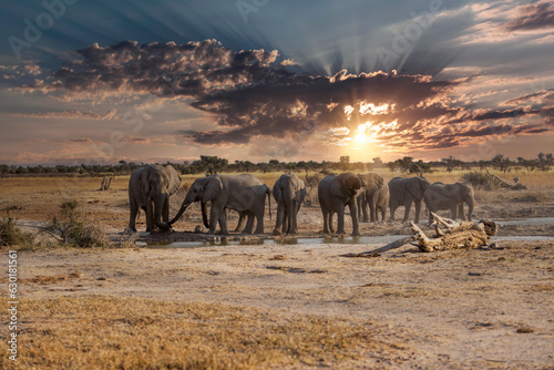 Elephant herd in Khutse Game Reserve, Botswana