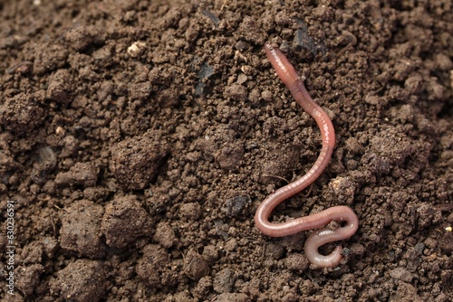 One earthworm on wet soil. Space for text