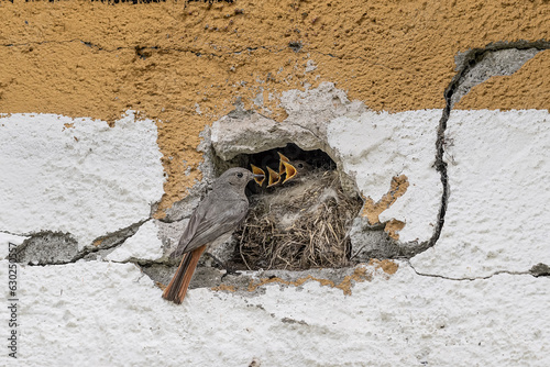 It's time to feed, black redstart family on nest (Phoenicurus ochruros)