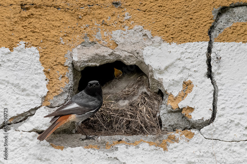 Black redstart male on nest (Phoenicurus ochruros)