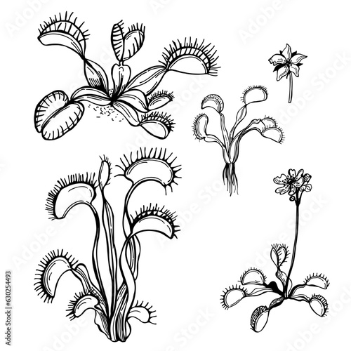 Hand drawn Venus flytrap (Dionaea muscipula). Vector sketch illustration.