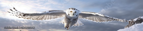 owl on a winter snow background. 