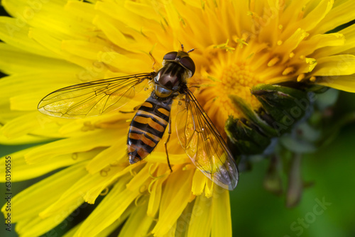 Marmalade Hoverfly Episyrphus balteatus distinctive orange black pattern, resting on yellow flower, green background