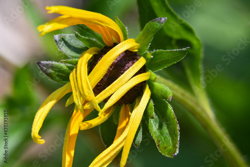close-up of a rudbekia flower