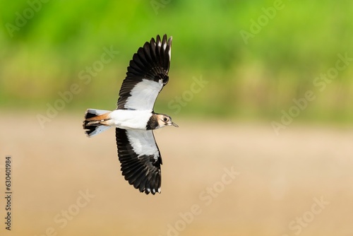 Gorgeous Northern lapwing flying close to the ground