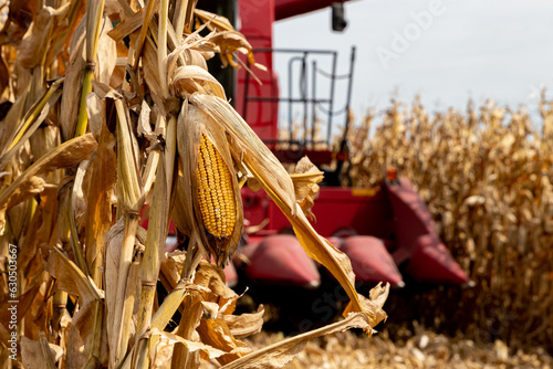 Cornfield in fall during corn harvest with combine harvester in background. Farming, harvest, agriculture trade and export concept.