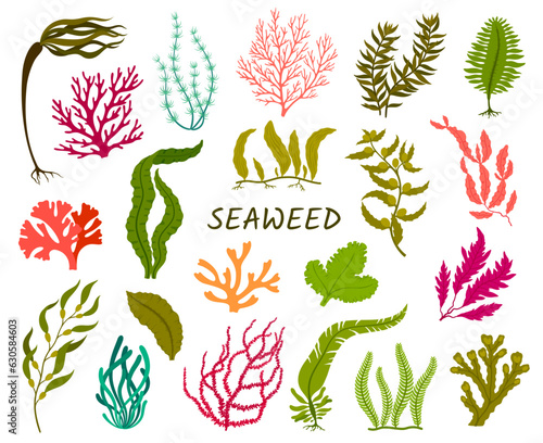 Underwater seaweed plants. Corral reef flora, isolated aquatic plant. Laminaria, macrocystis, fucus and codium, delesseria, rhodymenia, nitella and caulerpa, sea cabbage, spirulina edible seaweed